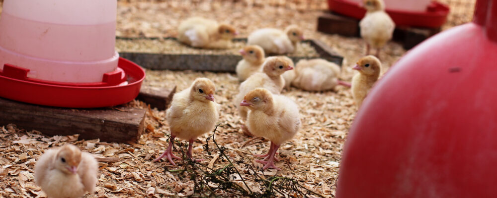 Turkey Poults Greenhouse SL