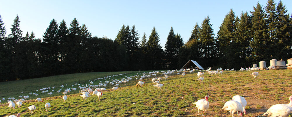 Turkey Zoomed Out SL