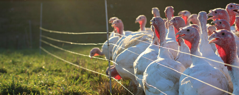 Turkeys by Fence SL