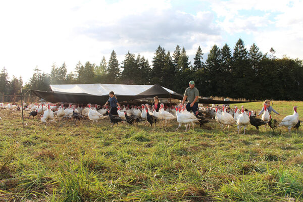 Family Raised herding turkeys