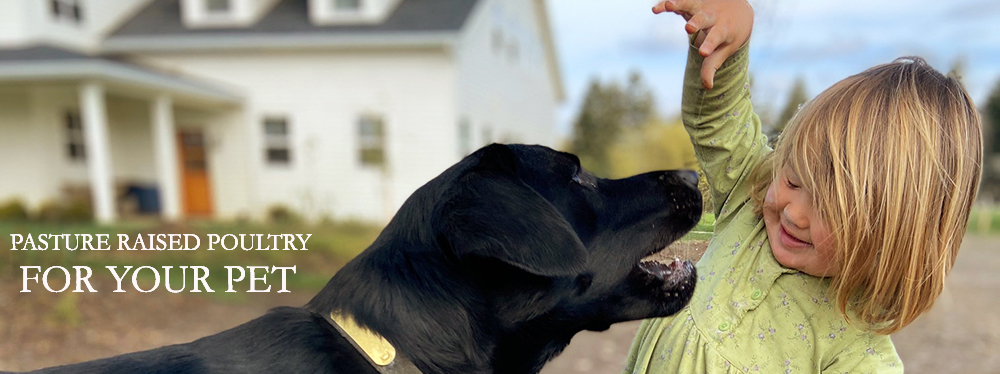 Category Pet Food Banner
