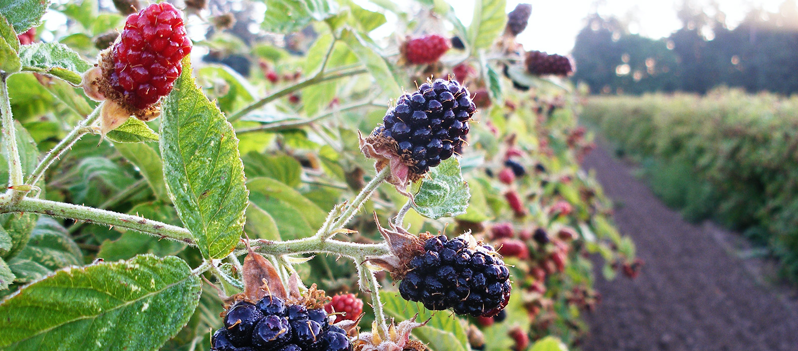 Fields Berries Sl